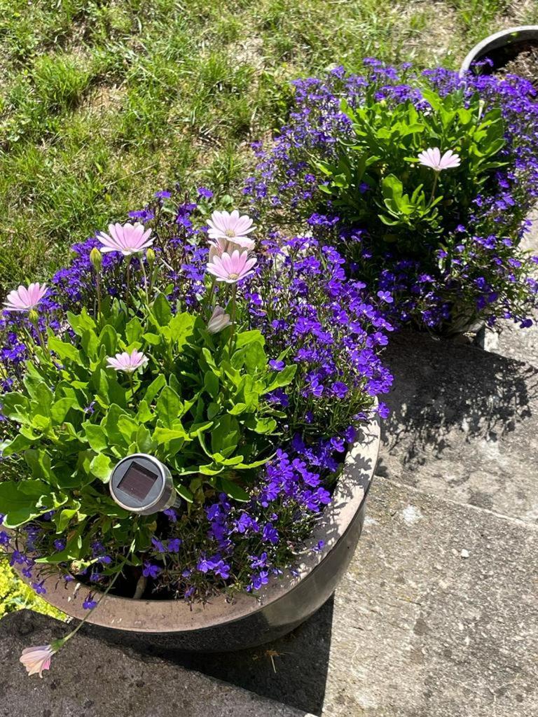 Homestay Rynge Teaters Boningshus